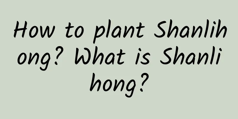How to plant Shanlihong? What is Shanlihong?