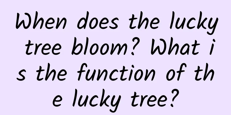 When does the lucky tree bloom? What is the function of the lucky tree?