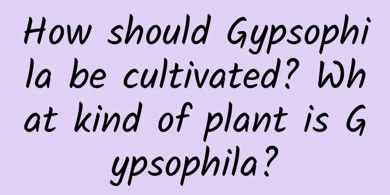 How should Gypsophila be cultivated? What kind of plant is Gypsophila?