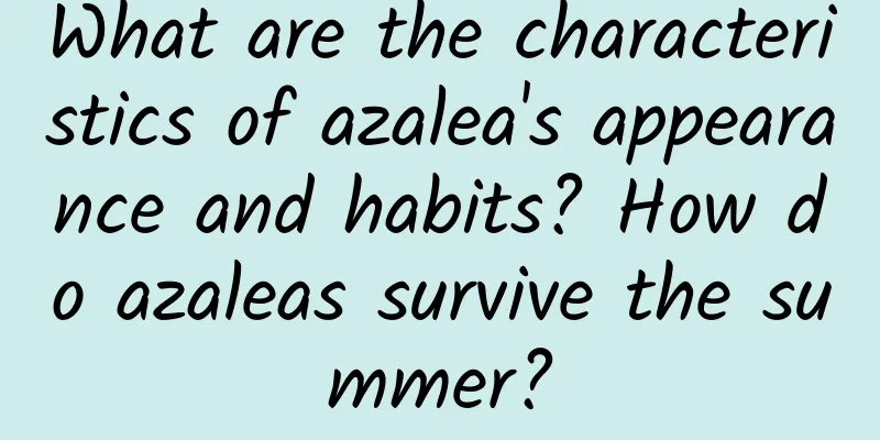 What are the characteristics of azalea's appearance and habits? How do azaleas survive the summer?