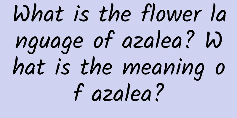 What is the flower language of azalea? What is the meaning of azalea?