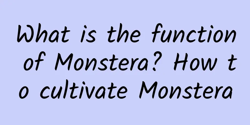 What is the function of Monstera? How to cultivate Monstera