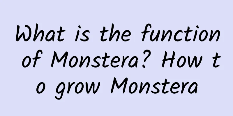 What is the function of Monstera? How to grow Monstera