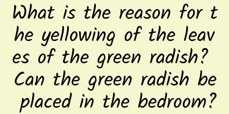 What is the reason for the yellowing of the leaves of the green radish? Can the green radish be placed in the bedroom?