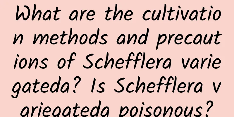 What are the cultivation methods and precautions of Schefflera variegateda? Is Schefflera variegateda poisonous?