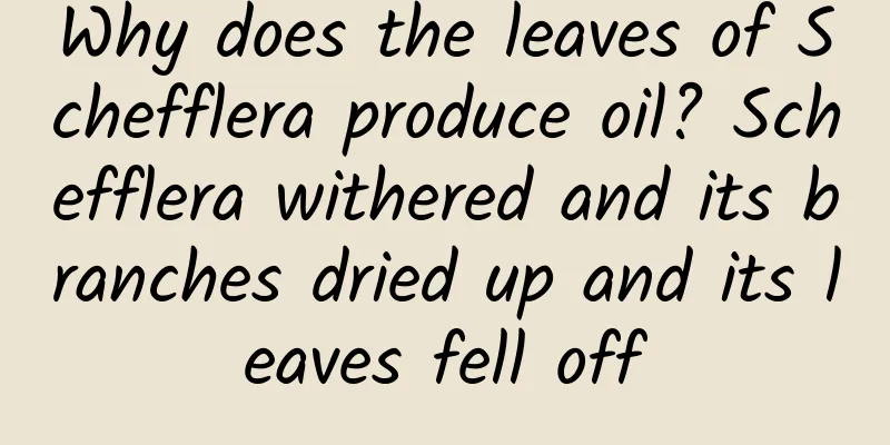 Why does the leaves of Schefflera produce oil? Schefflera withered and its branches dried up and its leaves fell off
