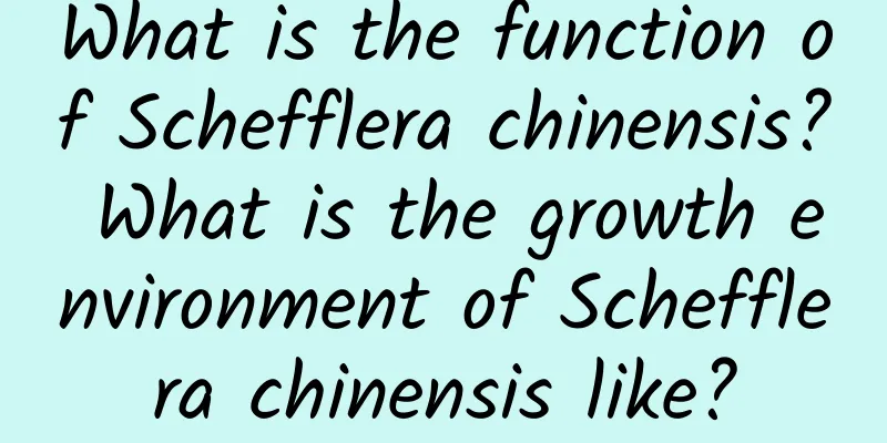 What is the function of Schefflera chinensis? What is the growth environment of Schefflera chinensis like?
