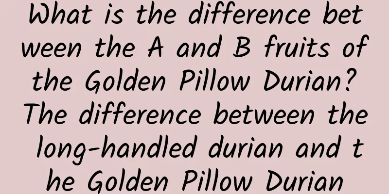 What is the difference between the A and B fruits of the Golden Pillow Durian? The difference between the long-handled durian and the Golden Pillow Durian