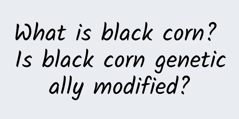 What is black corn? Is black corn genetically modified?