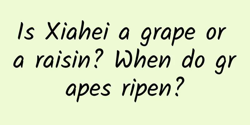 Is Xiahei a grape or a raisin? When do grapes ripen?