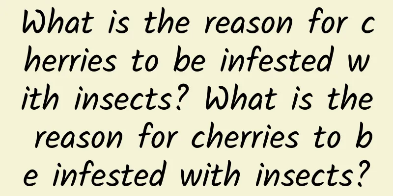 What is the reason for cherries to be infested with insects? What is the reason for cherries to be infested with insects?
