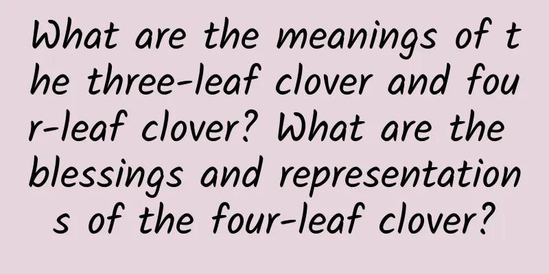 What are the meanings of the three-leaf clover and four-leaf clover? What are the blessings and representations of the four-leaf clover?