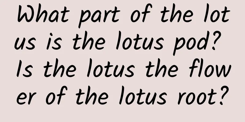 What part of the lotus is the lotus pod? Is the lotus the flower of the lotus root?