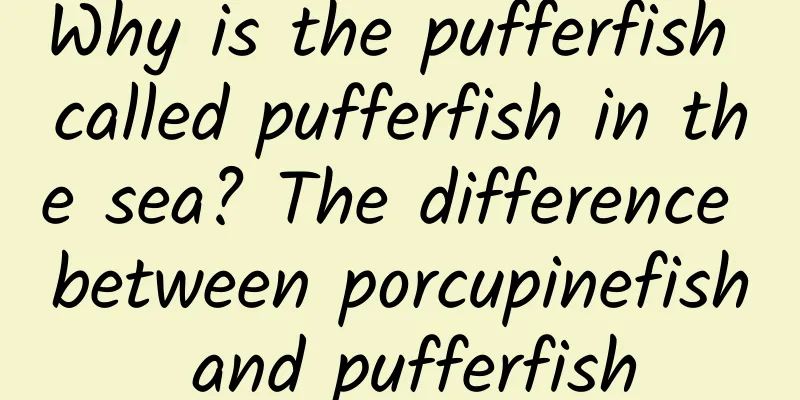 Why is the pufferfish called pufferfish in the sea? The difference between porcupinefish and pufferfish