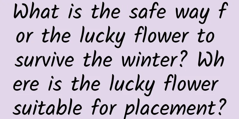 What is the safe way for the lucky flower to survive the winter? Where is the lucky flower suitable for placement?