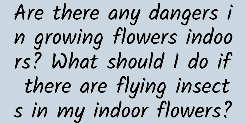 Are there any dangers in growing flowers indoors? What should I do if there are flying insects in my indoor flowers?