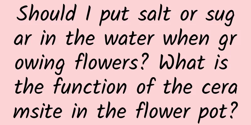 Should I put salt or sugar in the water when growing flowers? What is the function of the ceramsite in the flower pot?