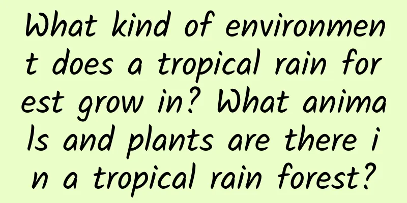 What kind of environment does a tropical rain forest grow in? What animals and plants are there in a tropical rain forest?