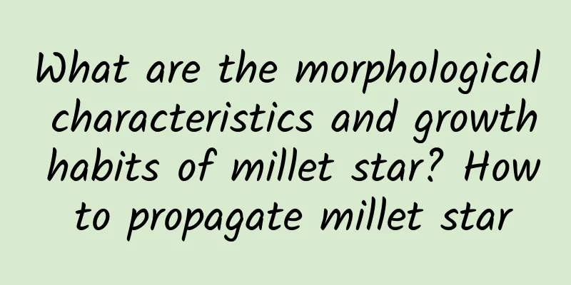 What are the morphological characteristics and growth habits of millet star? How to propagate millet star