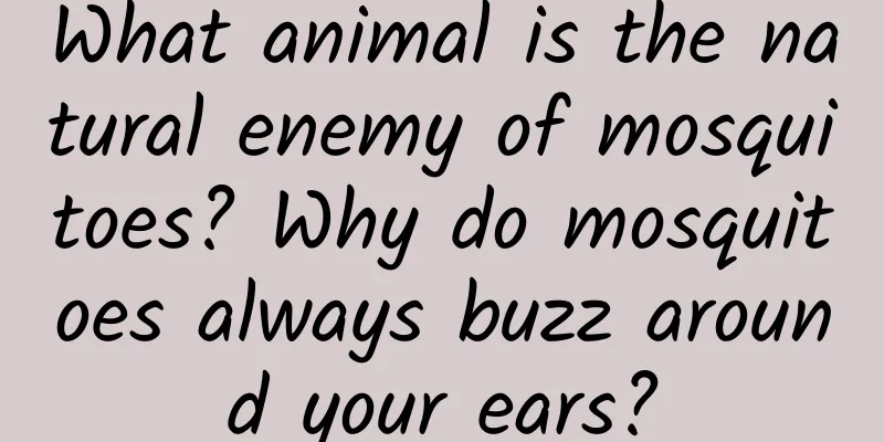 What animal is the natural enemy of mosquitoes? Why do mosquitoes always buzz around your ears?