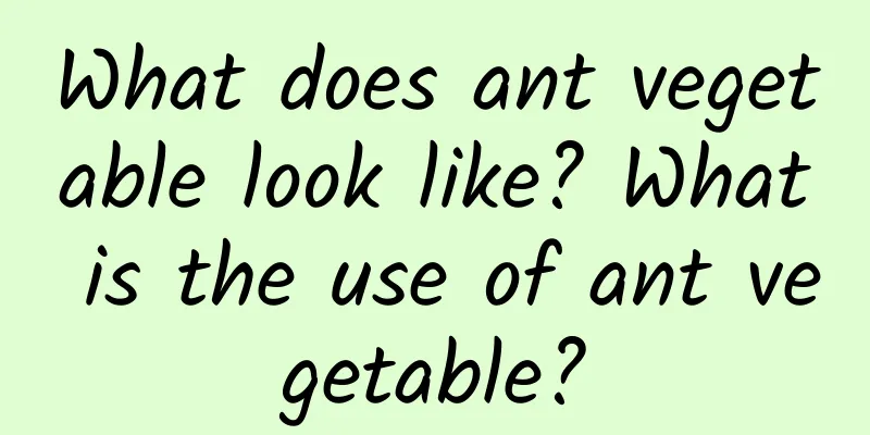What does ant vegetable look like? What is the use of ant vegetable?