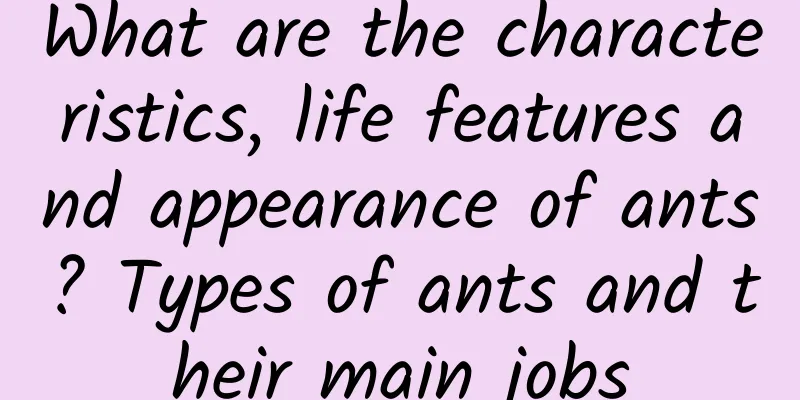 What are the characteristics, life features and appearance of ants? Types of ants and their main jobs