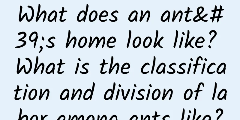 What does an ant's home look like? What is the classification and division of labor among ants like?