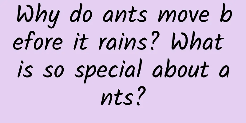 Why do ants move before it rains? What is so special about ants?