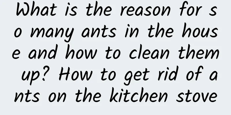 What is the reason for so many ants in the house and how to clean them up? How to get rid of ants on the kitchen stove