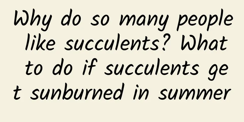 Why do so many people like succulents? What to do if succulents get sunburned in summer