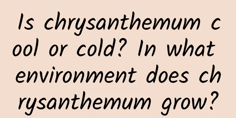 Is chrysanthemum cool or cold? In what environment does chrysanthemum grow?