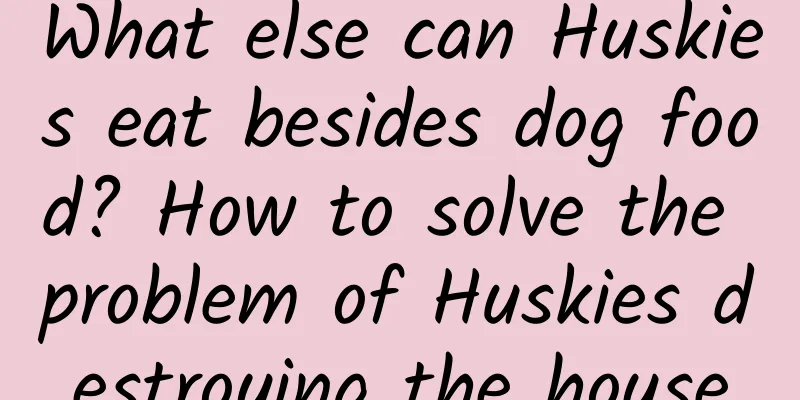 What else can Huskies eat besides dog food? How to solve the problem of Huskies destroying the house