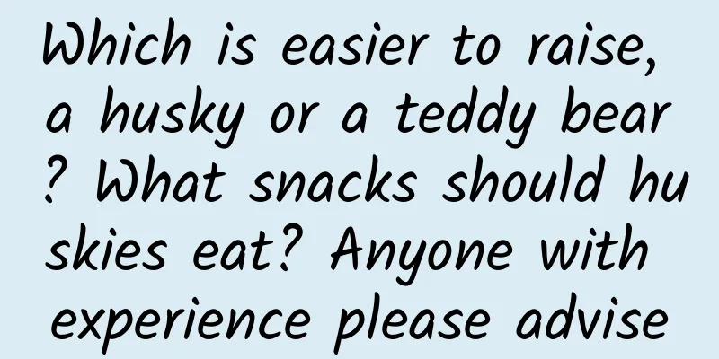 Which is easier to raise, a husky or a teddy bear? What snacks should huskies eat? Anyone with experience please advise