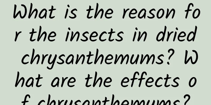 What is the reason for the insects in dried chrysanthemums? What are the effects of chrysanthemums?