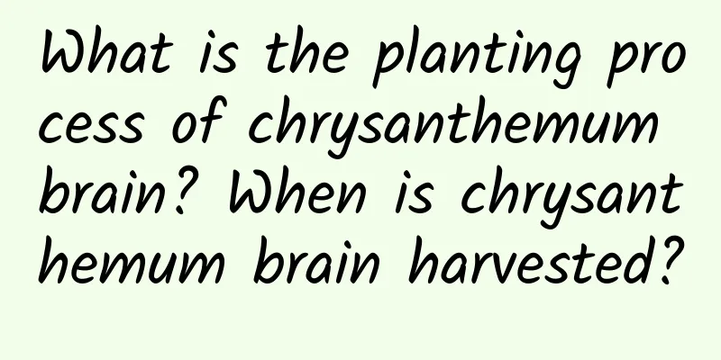 What is the planting process of chrysanthemum brain? When is chrysanthemum brain harvested?