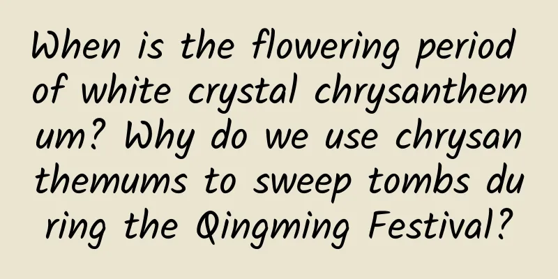 When is the flowering period of white crystal chrysanthemum? Why do we use chrysanthemums to sweep tombs during the Qingming Festival?