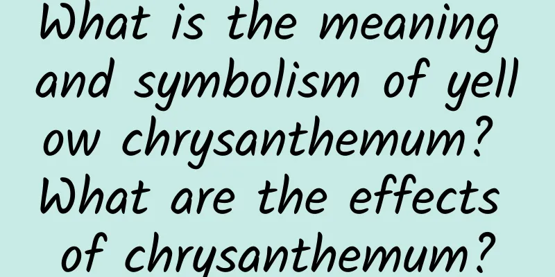 What is the meaning and symbolism of yellow chrysanthemum? What are the effects of chrysanthemum?