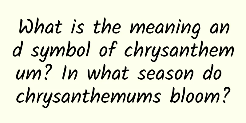 What is the meaning and symbol of chrysanthemum? In what season do chrysanthemums bloom?