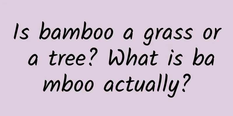 Is bamboo a grass or a tree? What is bamboo actually?