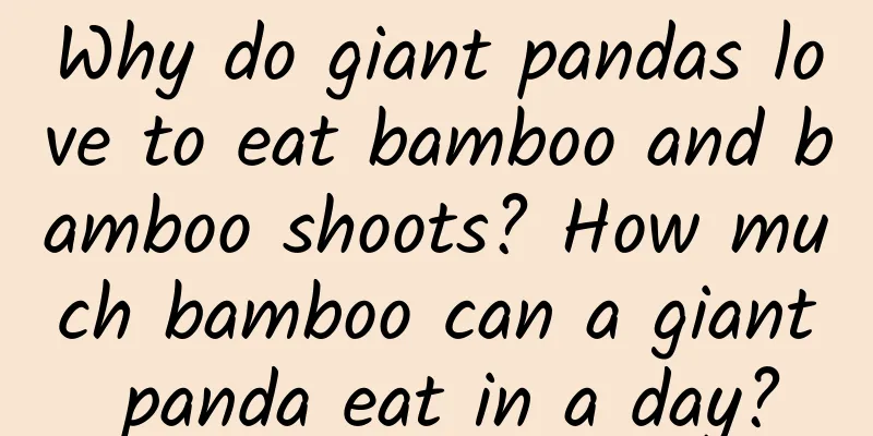 Why do giant pandas love to eat bamboo and bamboo shoots? How much bamboo can a giant panda eat in a day?