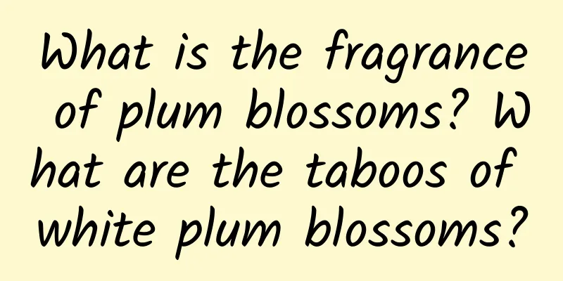 What is the fragrance of plum blossoms? What are the taboos of white plum blossoms?