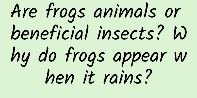 Are frogs animals or beneficial insects? Why do frogs appear when it rains?