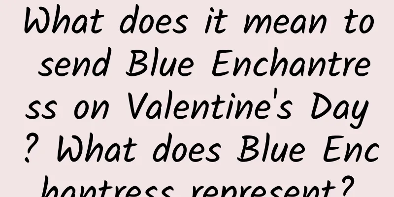 What does it mean to send Blue Enchantress on Valentine's Day? What does Blue Enchantress represent?