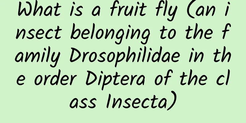 What is a fruit fly (an insect belonging to the family Drosophilidae in the order Diptera of the class Insecta)