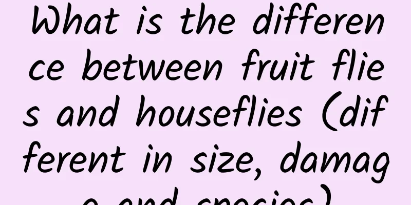 What is the difference between fruit flies and houseflies (different in size, damage and species)