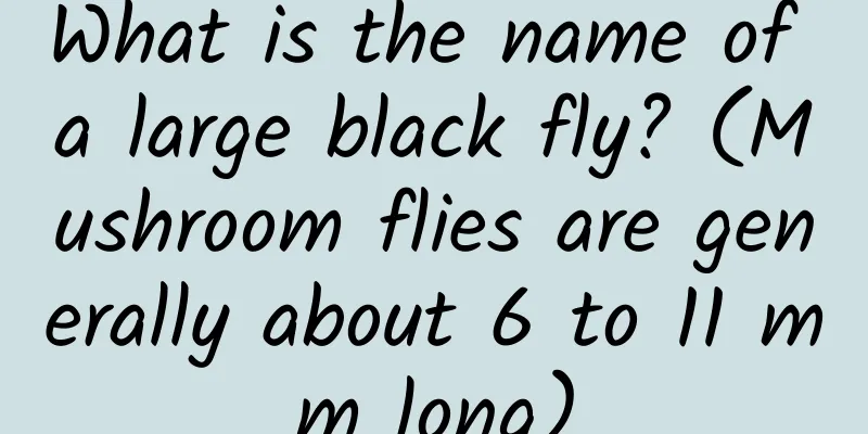 What is the name of a large black fly? (Mushroom flies are generally about 6 to 11 mm long)