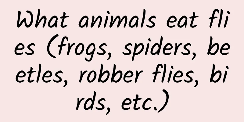 What animals eat flies (frogs, spiders, beetles, robber flies, birds, etc.)
