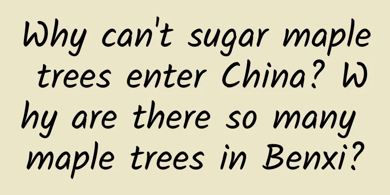 Why can't sugar maple trees enter China? Why are there so many maple trees in Benxi?