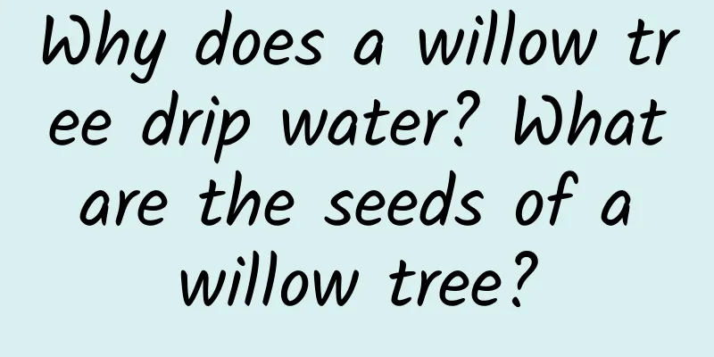 Why does a willow tree drip water? What are the seeds of a willow tree?
