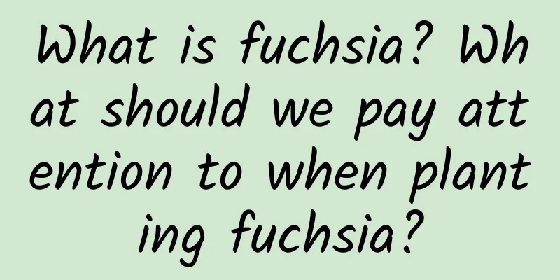 What is fuchsia? What should we pay attention to when planting fuchsia?